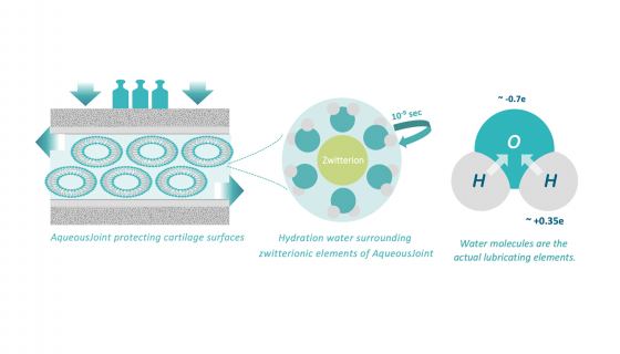 Img. 1: Illustration of the Hydration Lubrication Mechanism of AqueousJoint.